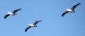 Pelican Flying Display