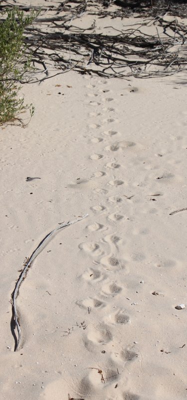 Wildlife Tracks Sand Dunes