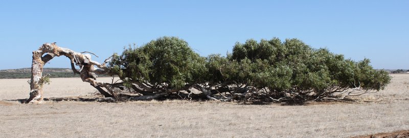 Leaning Trees of Greenough