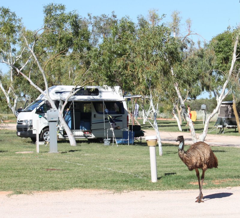 Emu outside our home