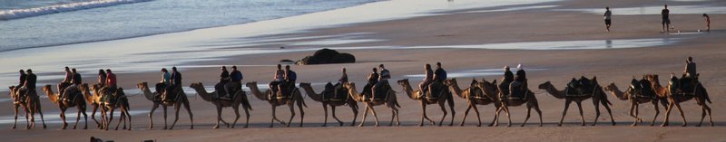 Broome Camel Train
