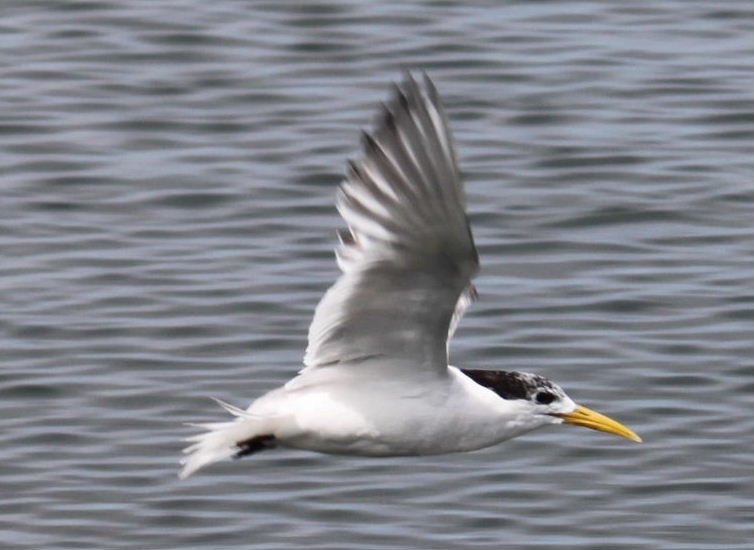 Fitzroy Island Tern