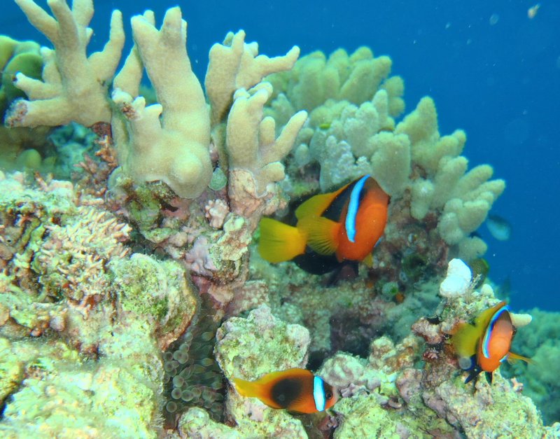 Clownfish - Nemos