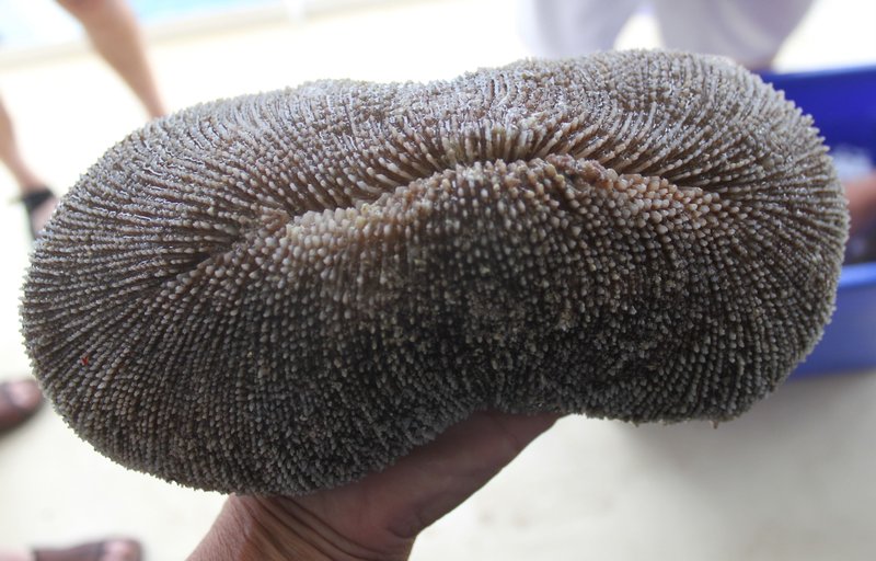 Slipper Coral
