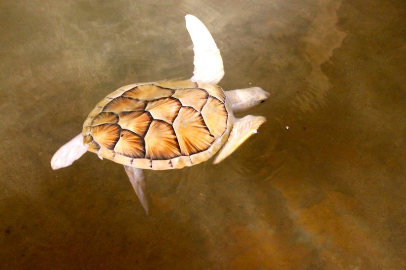 Albino Turtle
