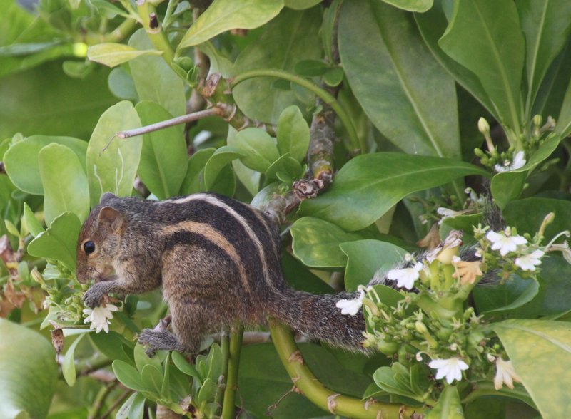 Chipmunk (Palm Squirrel)