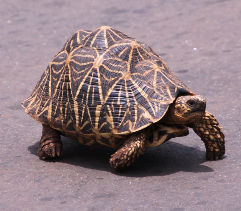 Tortoise crossing road
