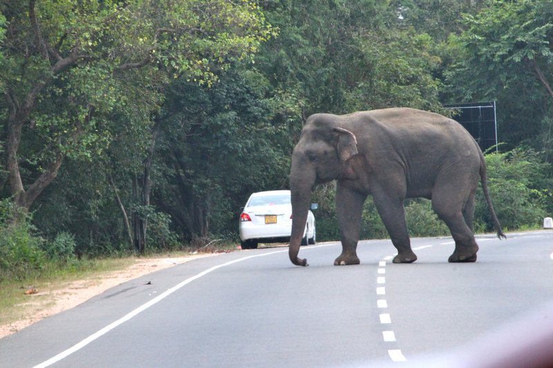 Elephant Crossing......