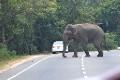 Elephant Crossing......
