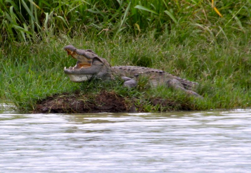 Lagoon Crocodile