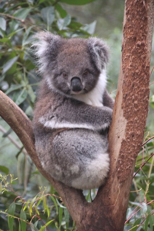 Healesville Sanctuary Koala