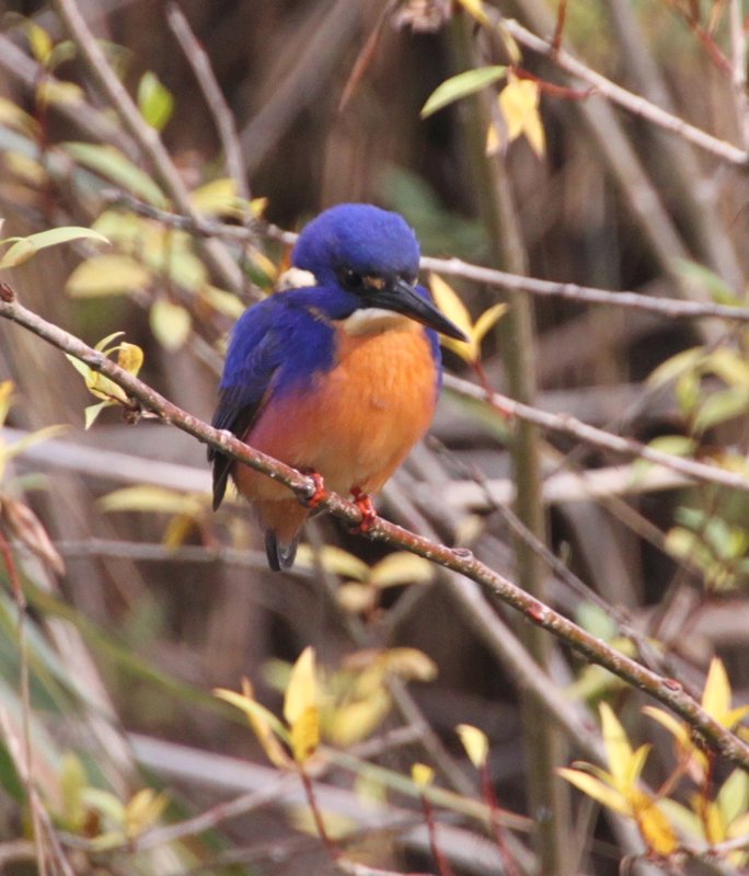 Azure Kingfisher