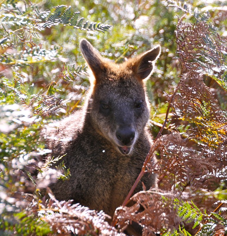 Wallaby on bushwalk