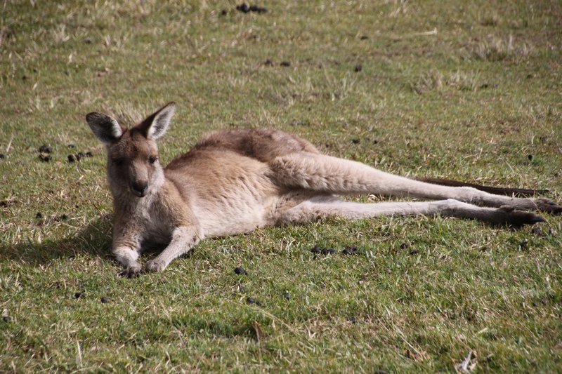 Grey Kangaroo - Little Bay