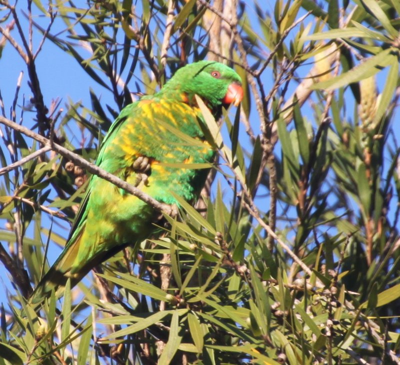 Green Parrot - Byron Bay