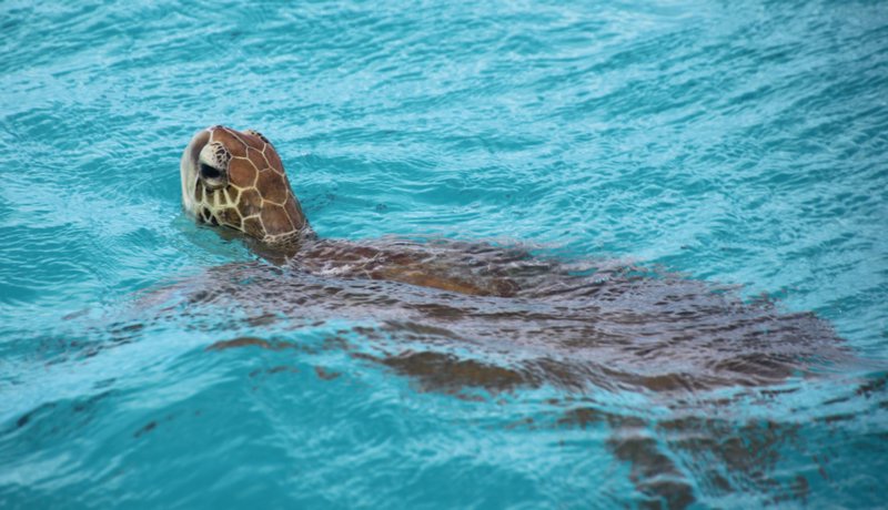 Turtle just off shore