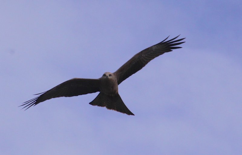 One of many Kites