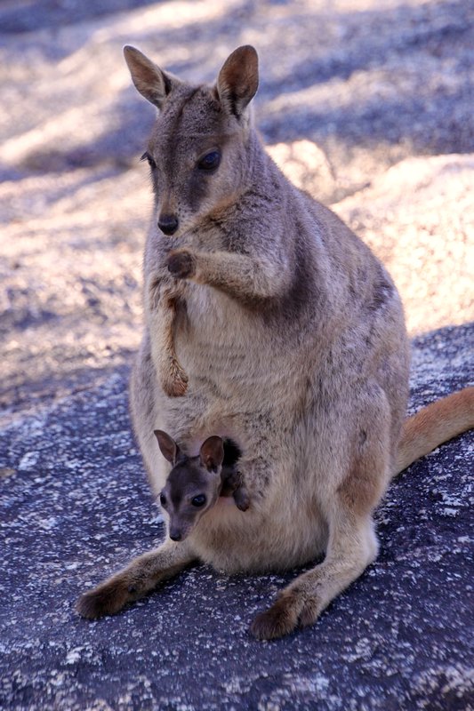 Rock Wallaby and joey