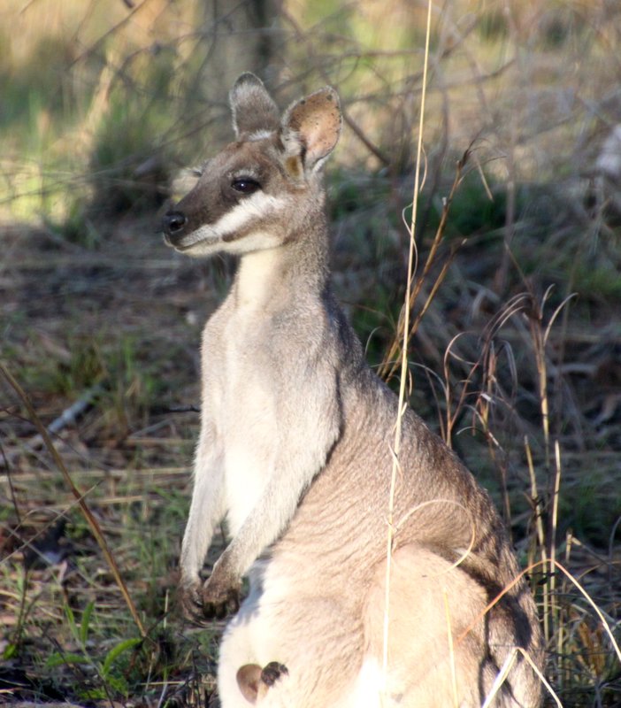 Pretty Face or Whiptail Wallaby