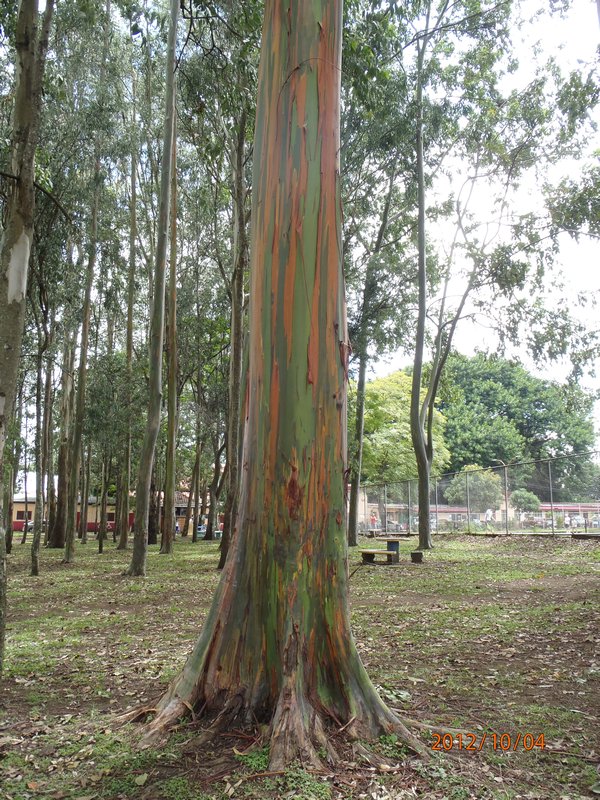 Rainbow Gum Tree