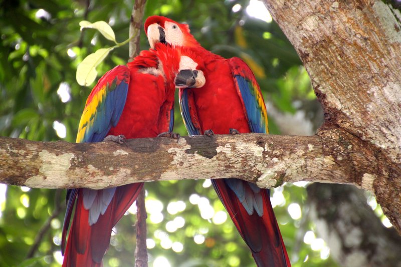 Scarlet Macaws  - Limonal