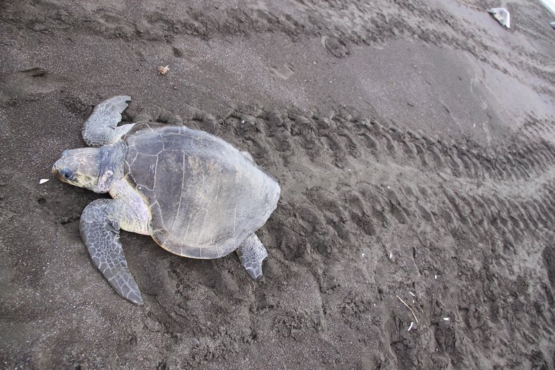 Turtle Track