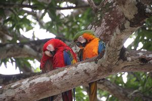 Scarlet Macaws 2
