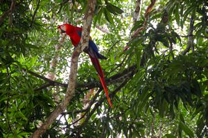 Scarlet Macaws 3