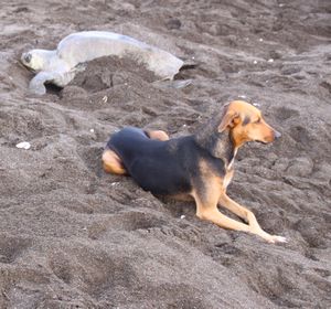 Local dog and Olive Ridley