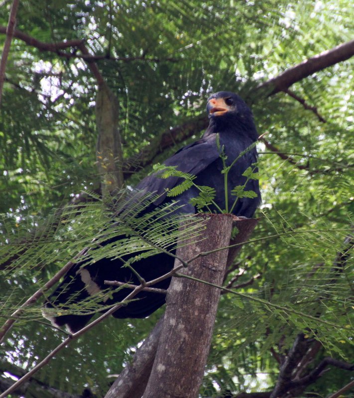 Mangrove Black Hawk