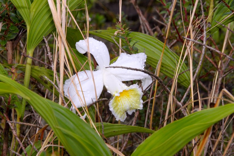 Orchid - Arenal NP