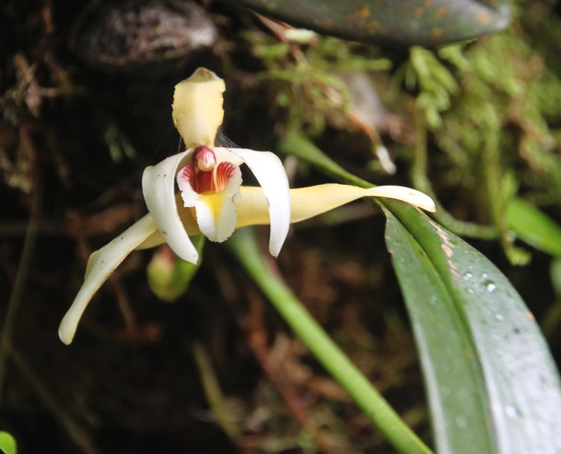 Orchid in Cloud Forest