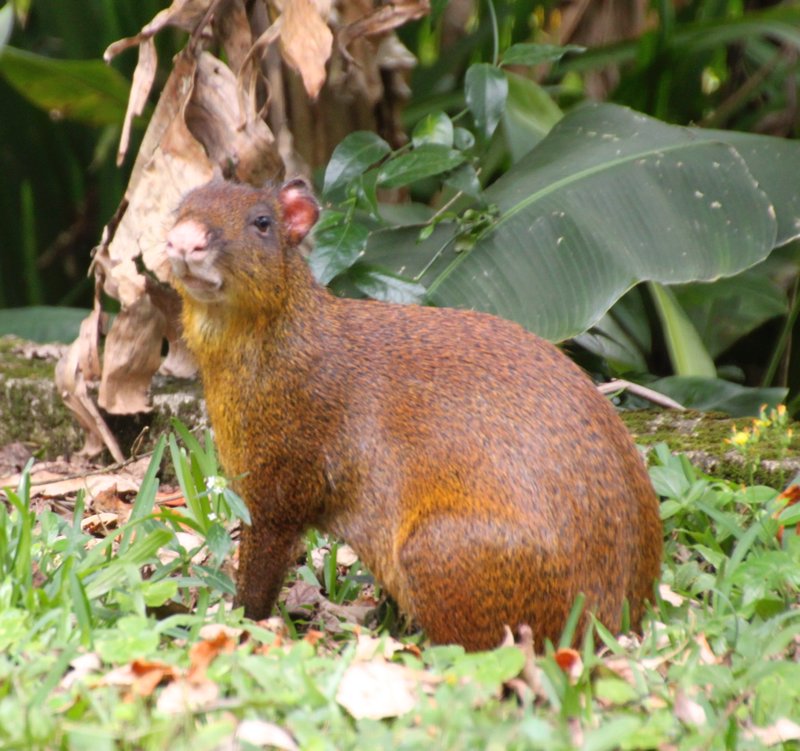 another Agouti