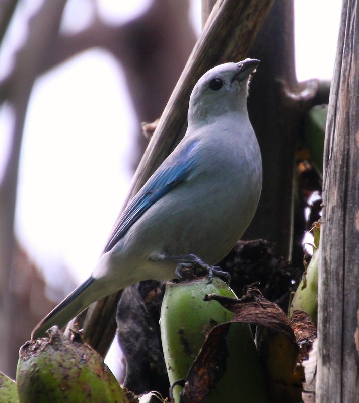 Blue-Gray Tanager