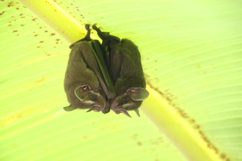 Sleeping Long-nosed Bats
