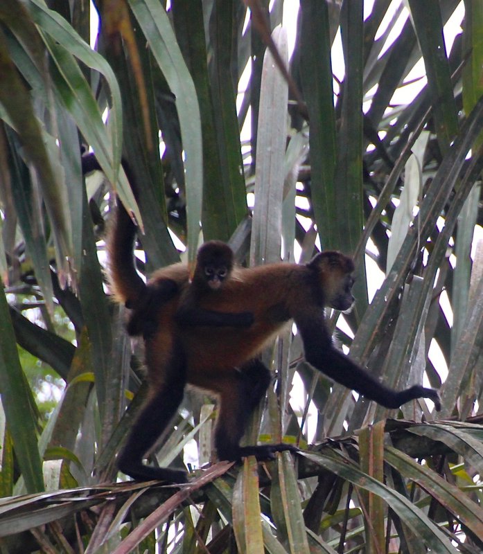 Spider Monkey with baby