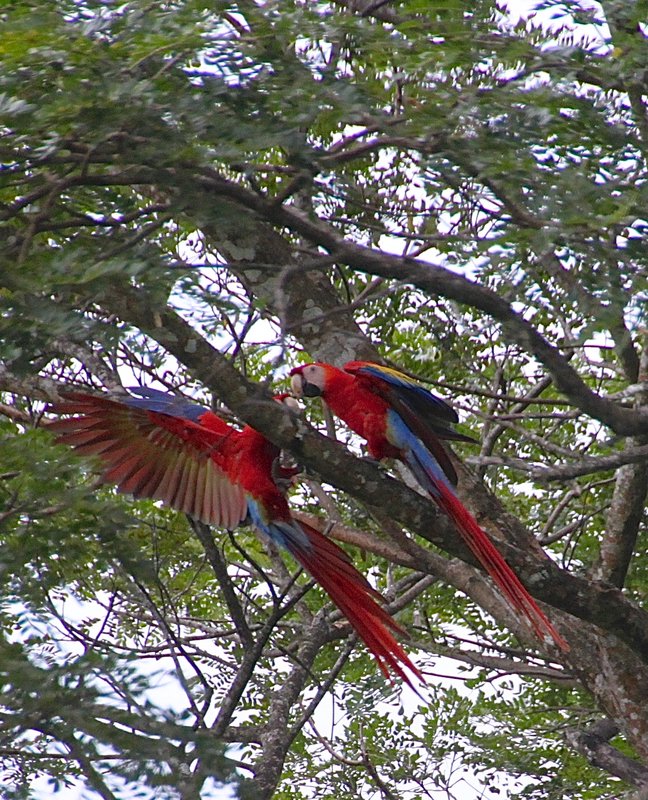 Scarlet Macaws  - Limonal
