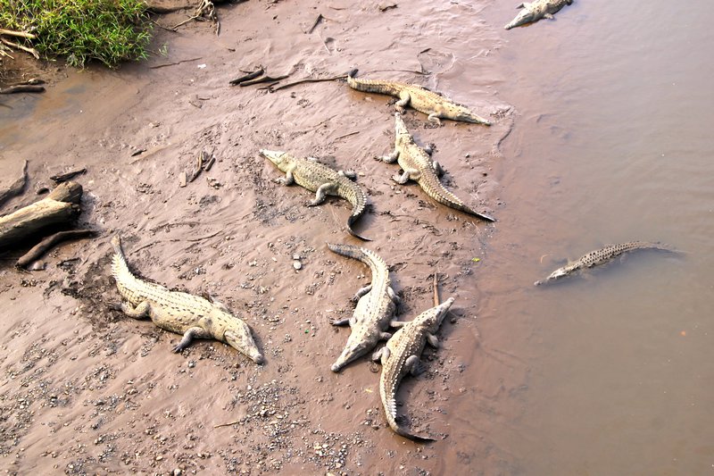 A float of crocodiles