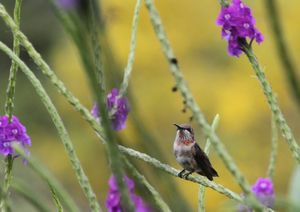 Ruby Throated Hummingbird - Juvenile