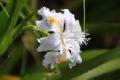 cloud forest orchid