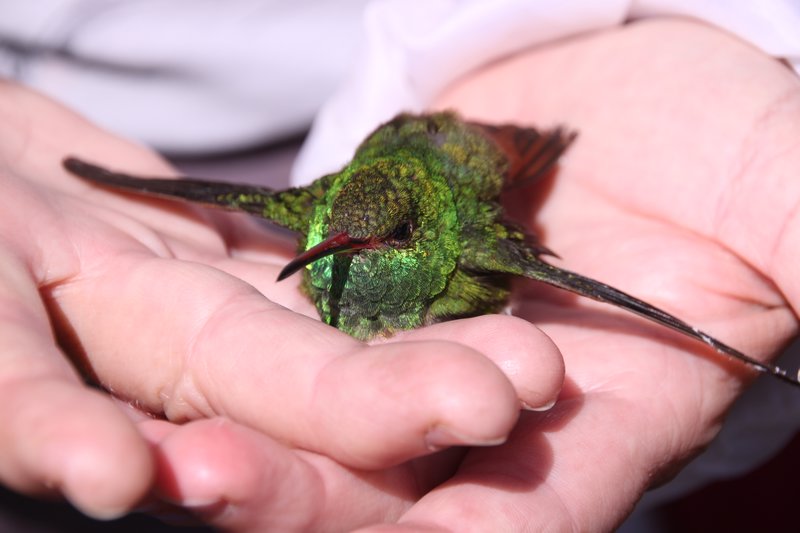 rescued hummingbird