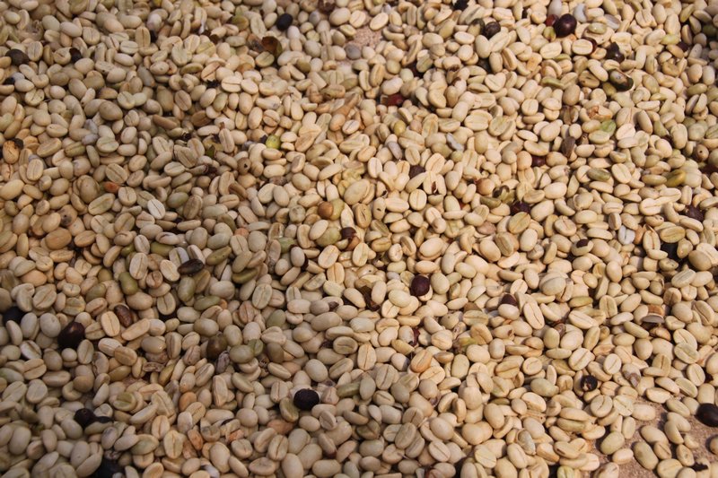 unroasted Beans