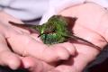 rescued hummingbird