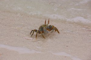 Crab just arrived on shore