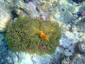 Maldives anemonefish