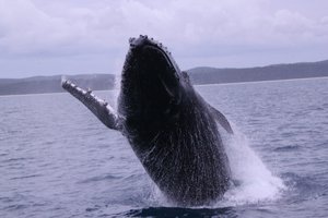 Humpback Whale - Fraser Island