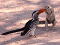 Ground Squirrel & Southern Red-Billed Hornbill