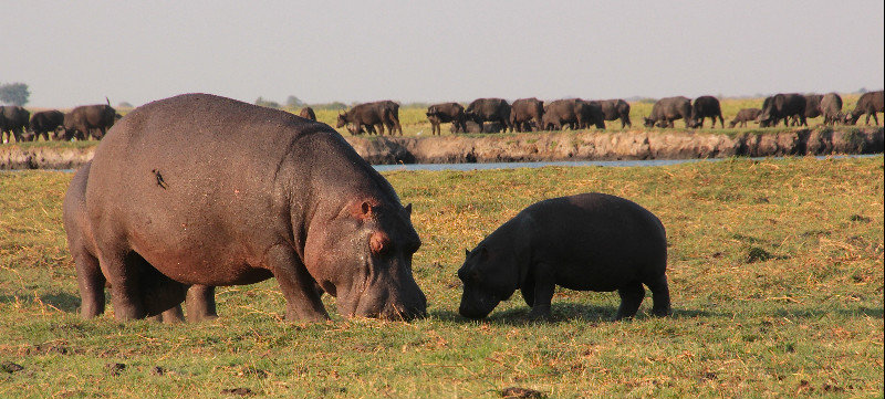 Hippos on the border of Namibia and Botswana