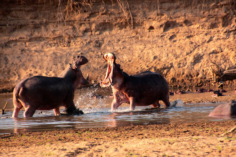 Hippos - South Luangwa NP 