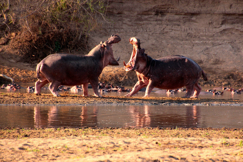 Hippos - South Luangwa NP